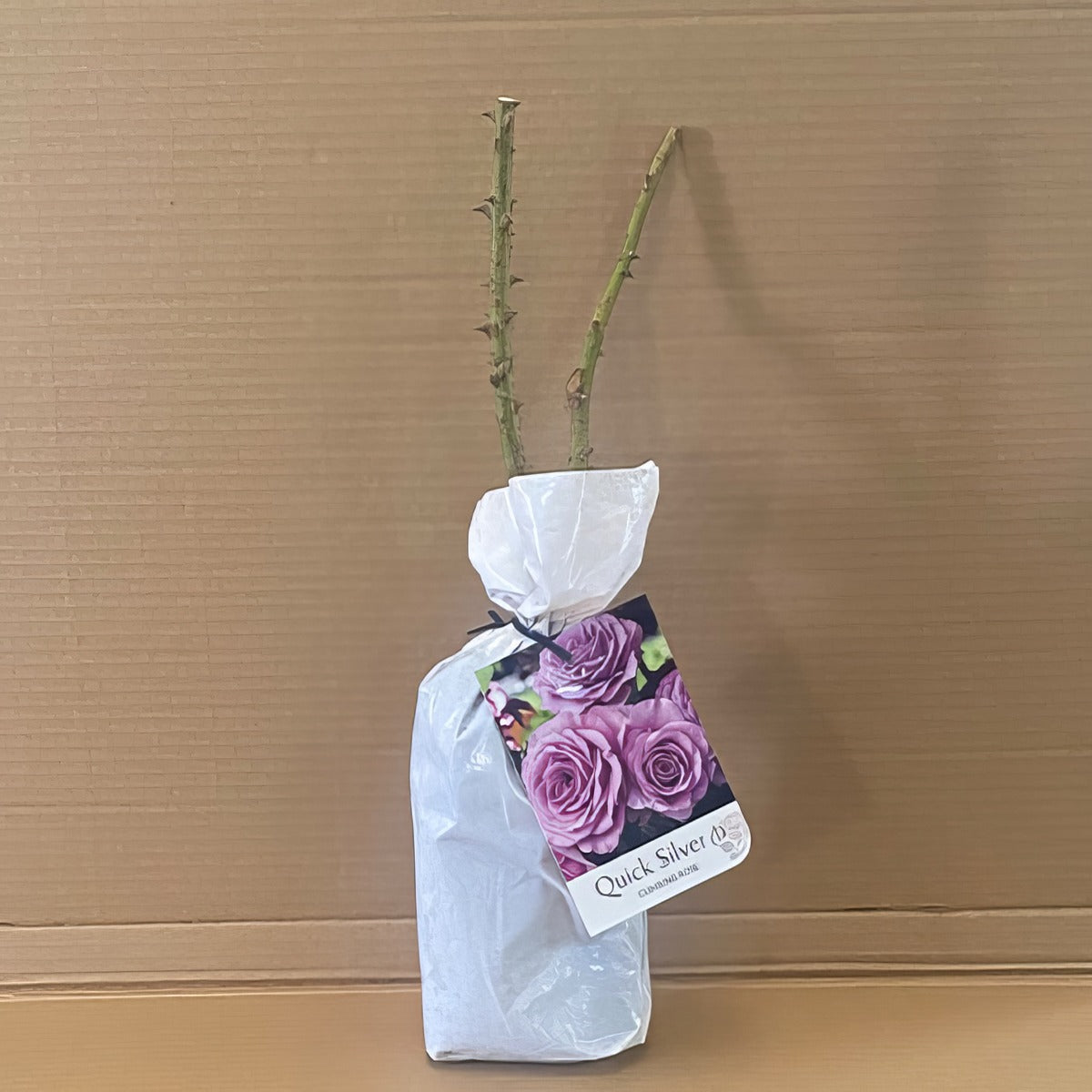 Climbingrose Quick Silver Roscqsi 1 - Garden Express Australia