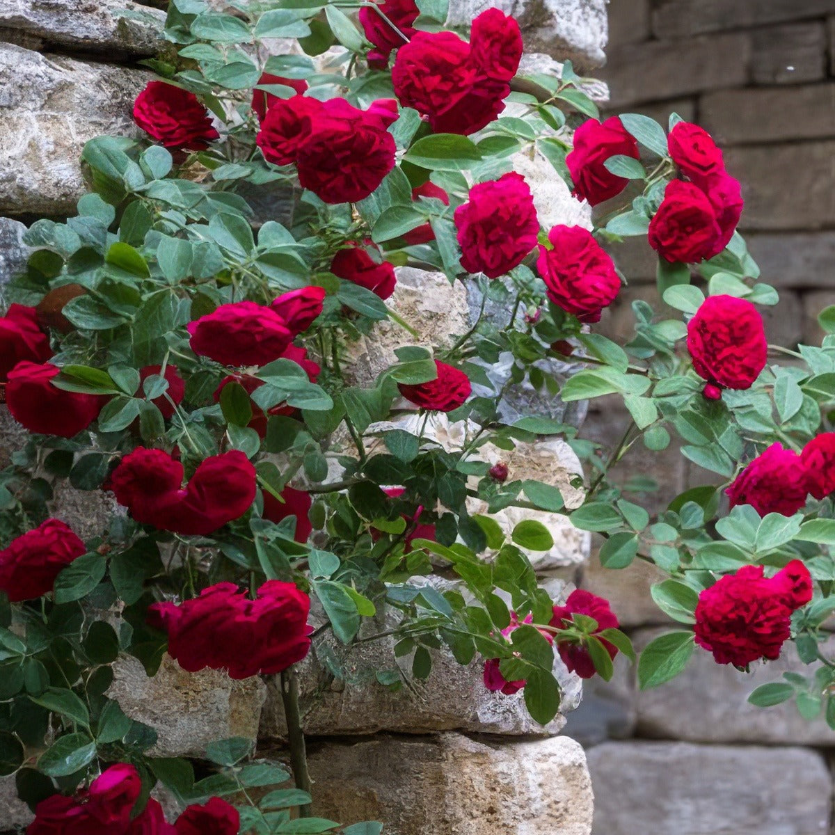 Climbing Rose Red Pierre 2019 Roscrpi - Garden Express Australia