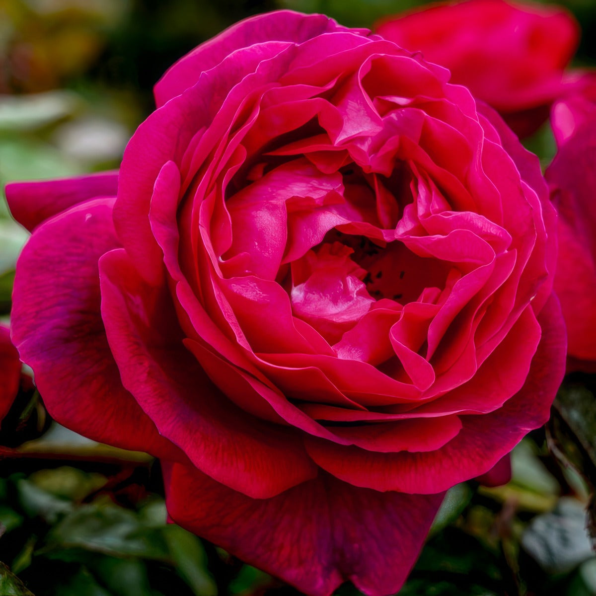Climbing Rose Ultraviolet Roscuvi - Garden Express Australia