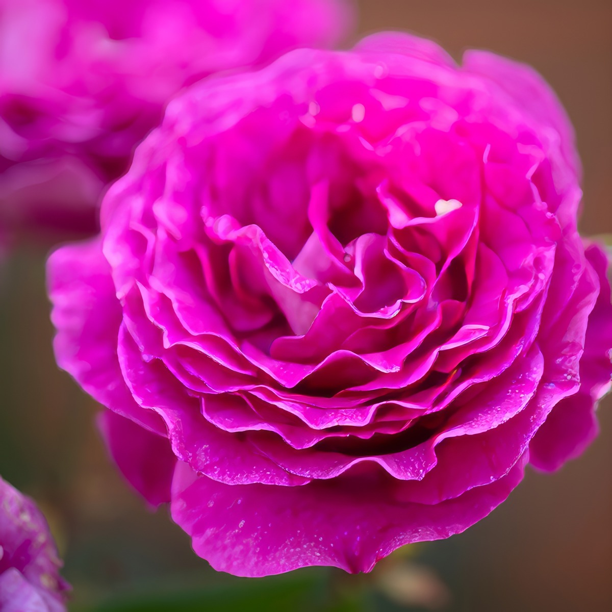 Delbard Rose Chartreuse De Parme Rosdcdp - Garden Express Australia