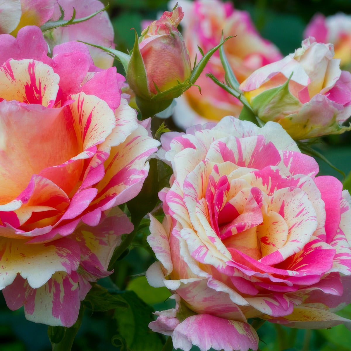 Delbard Rose Claude Monet - Garden Express Australia