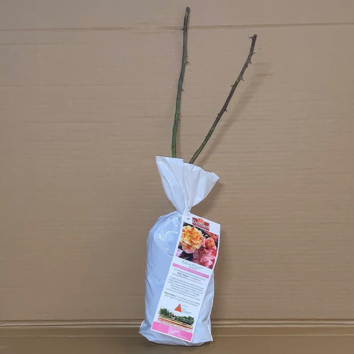 Delbard Rose Edgar Degas Rosdedd 1 - Garden Express Australia