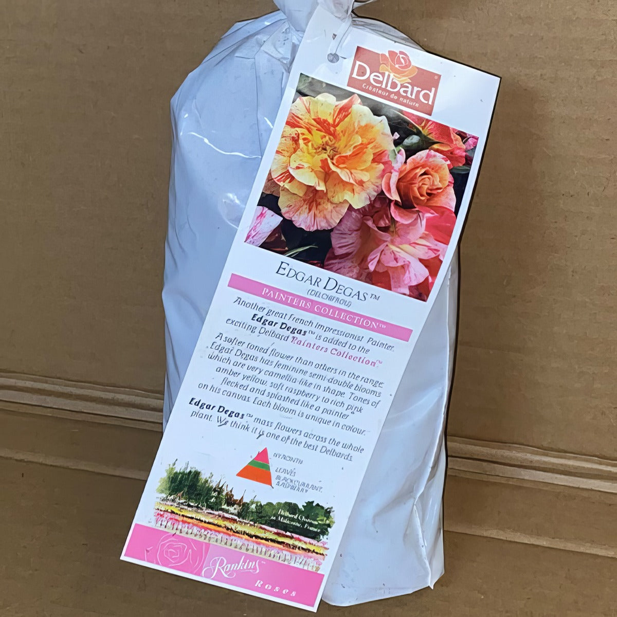 Delbard Rose Edgar Degas Rosdedd 2 - Garden Express Australia