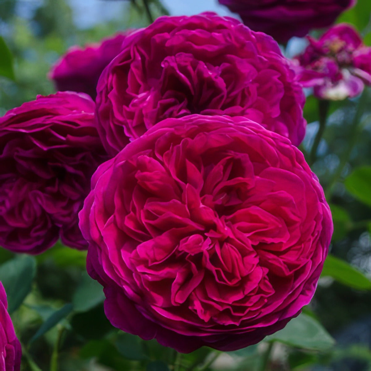 Rose Falstaff Rosdfal - Garden Express Australia
