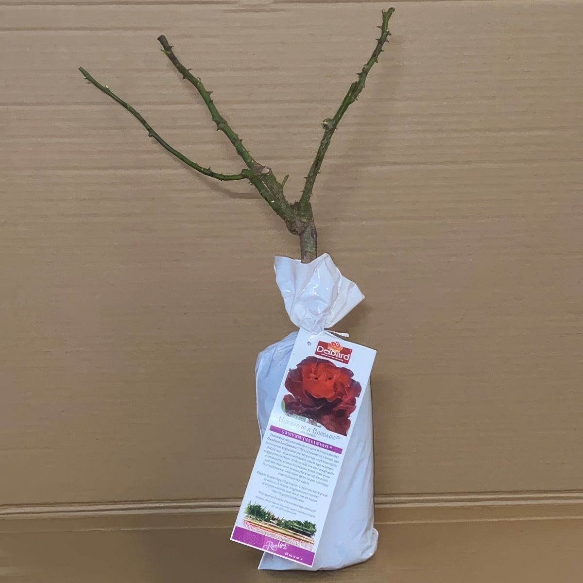 Delbard Rose Hommage A Barbara Rosdhab 1 - Garden Express Australia