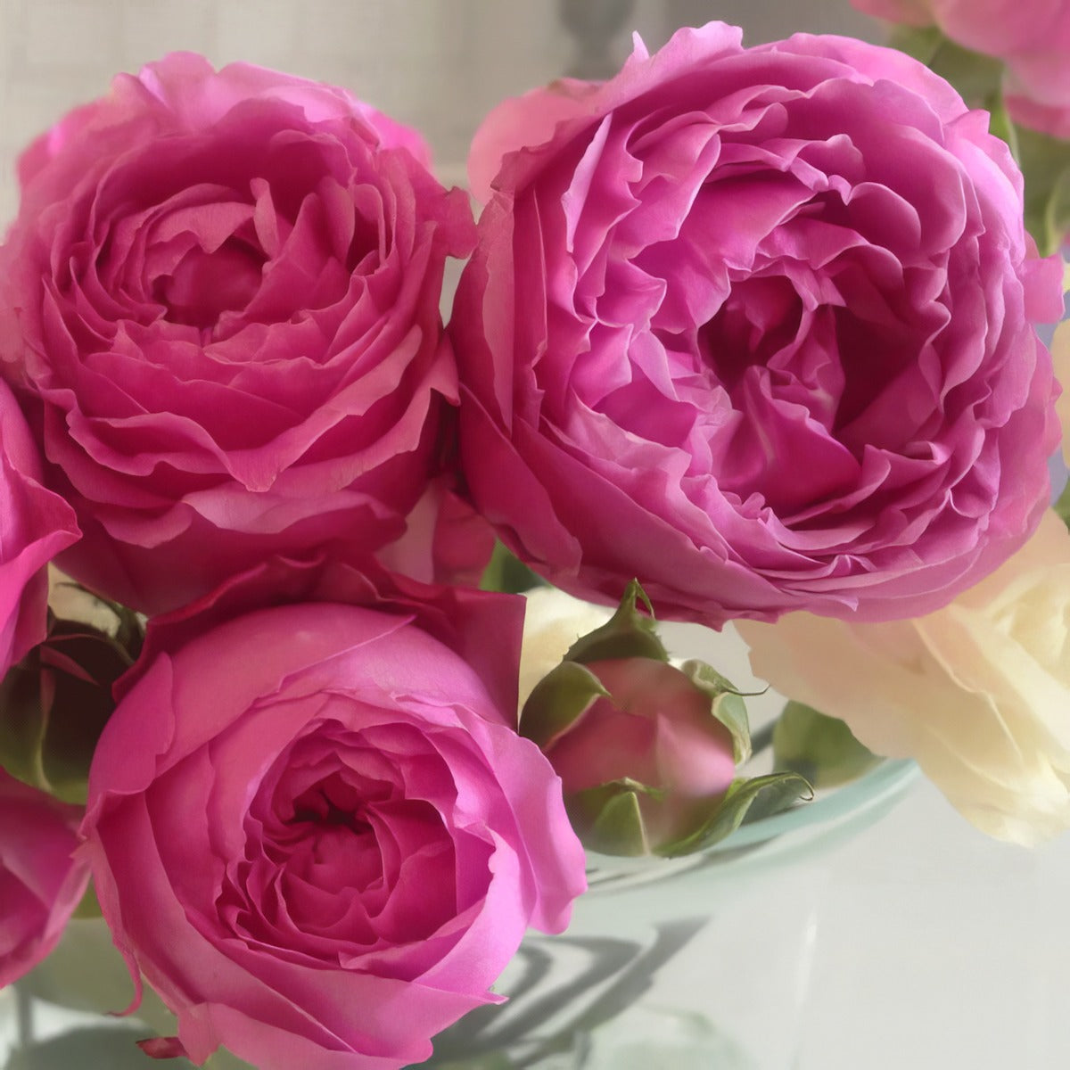 Delbard Rose Madame Delbard Rosdmdb - Garden Express Australia