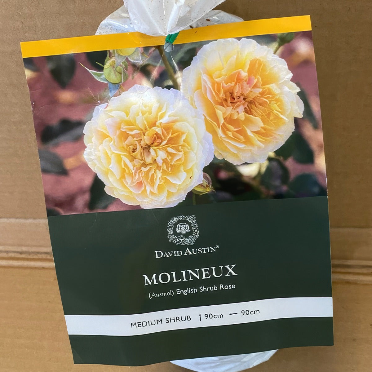 Da Molineux Rosdmol 2 - Garden Express Australia