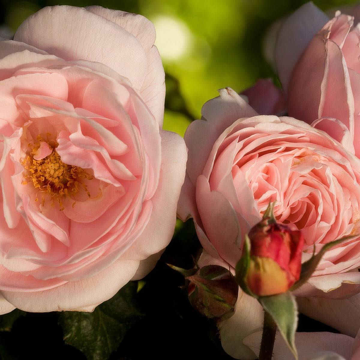 Delbard Rose Nahema - Garden Express Australia