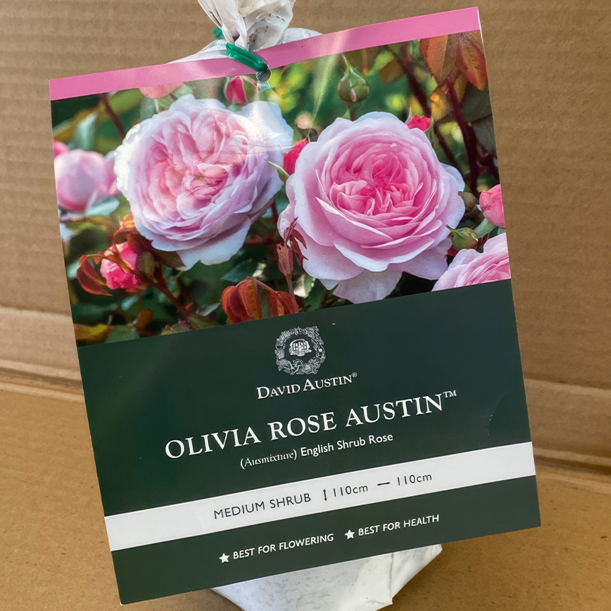 Da Olivia Austin Rosdoro 2 - Garden Express Australia