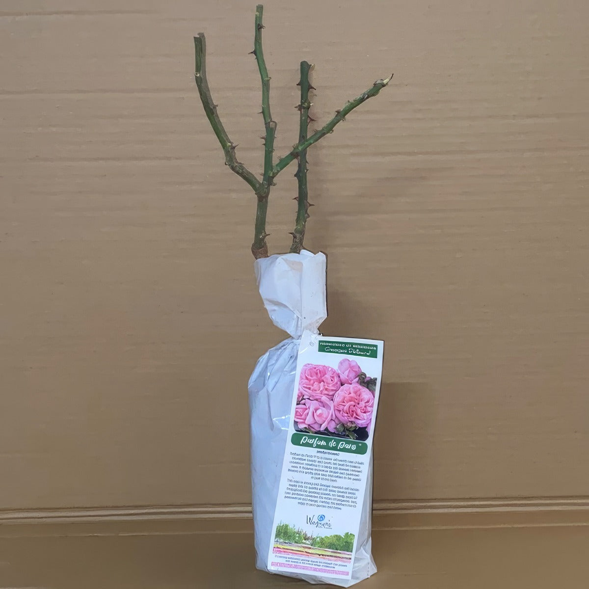 Delbard Rose Parfum De Paris Rosdpdp 1 - Garden Express Australia