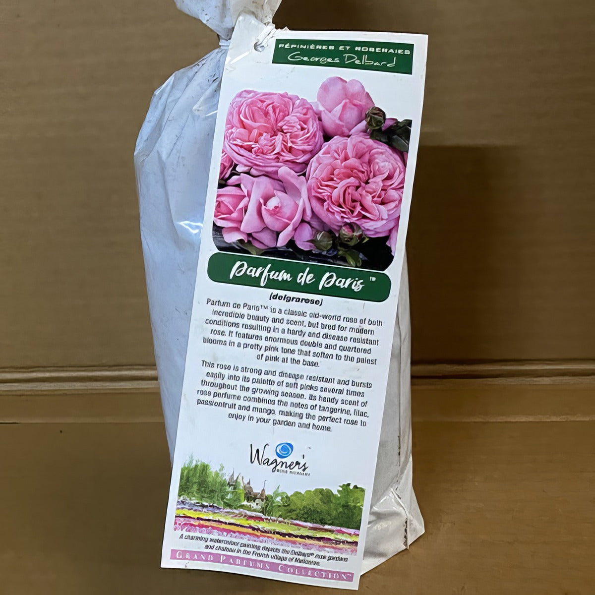 Delbard Rose Parfum De Paris Rosdpdp 2 - Garden Express Australia