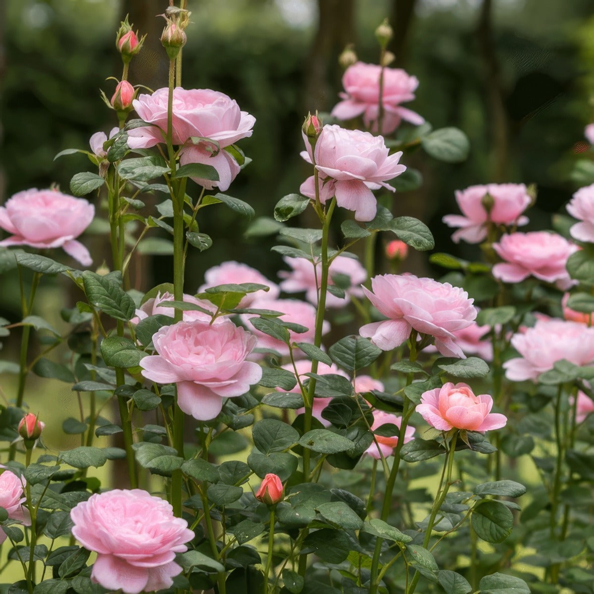 David Austin Rose Queen Of Sweden - Garden Express Australia