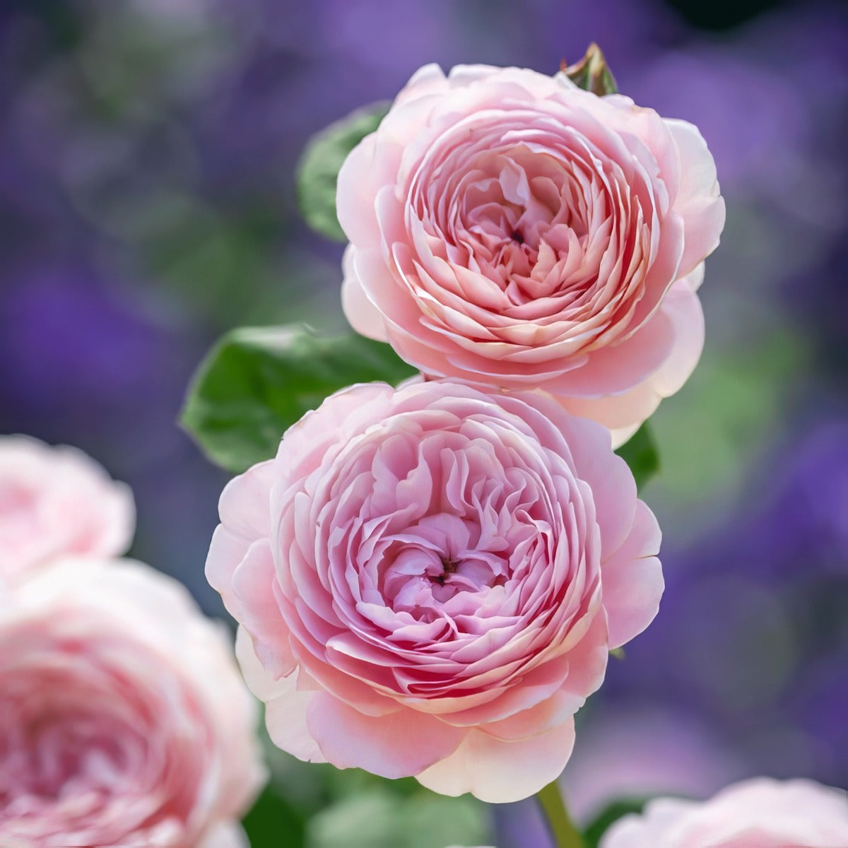 David Austin Rose Queen Of Sweden Rosdqos - Garden Express Australia