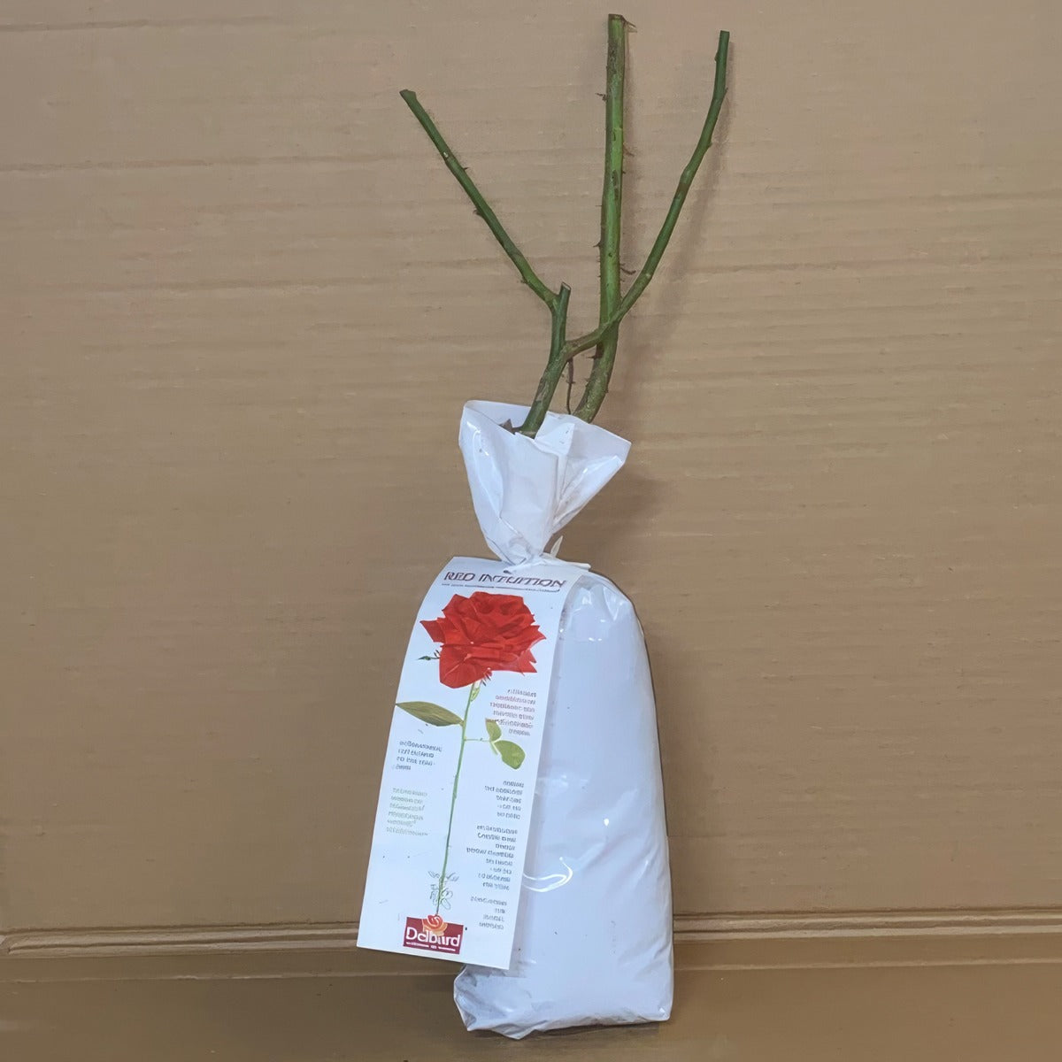 Delbard Rose Red Intuition Rosdrin 1 - Garden Express Australia