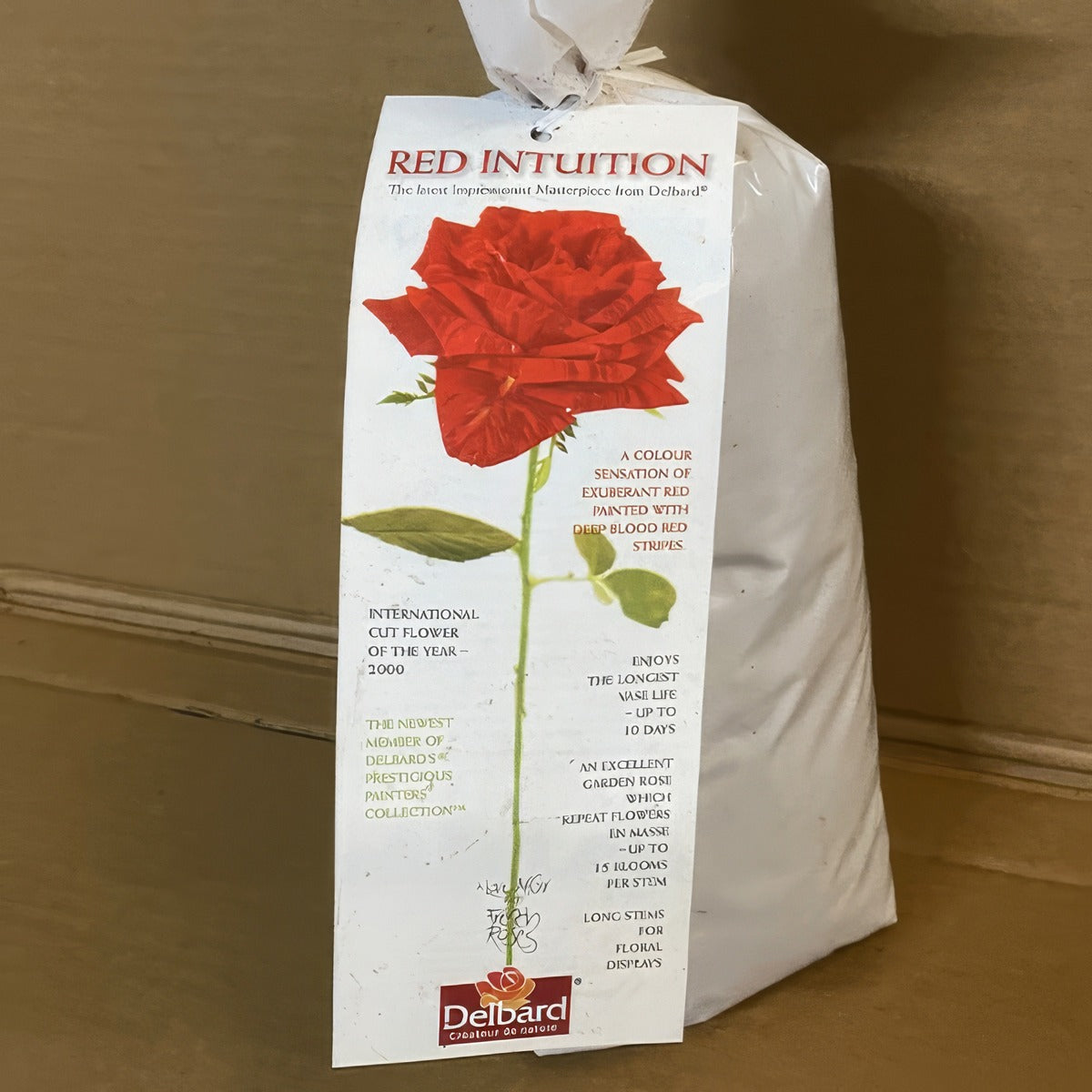 Delbard Rose Red Intuition Rosdrin 2 - Garden Express Australia