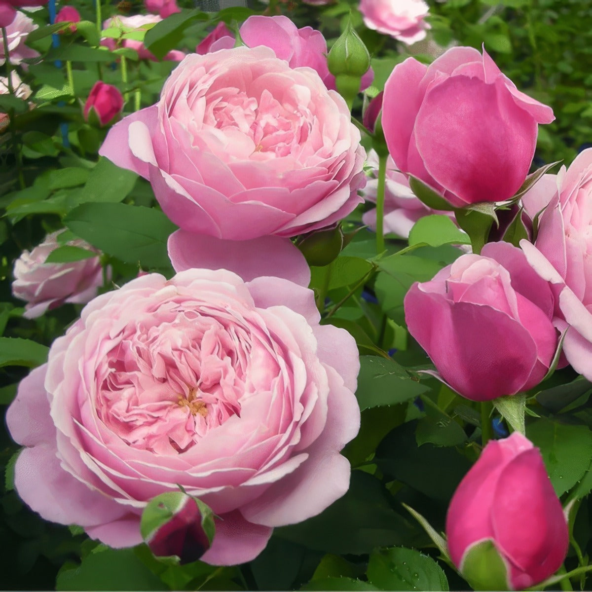 Soeur Emmanuelle Rosdsem - Garden Express Australia