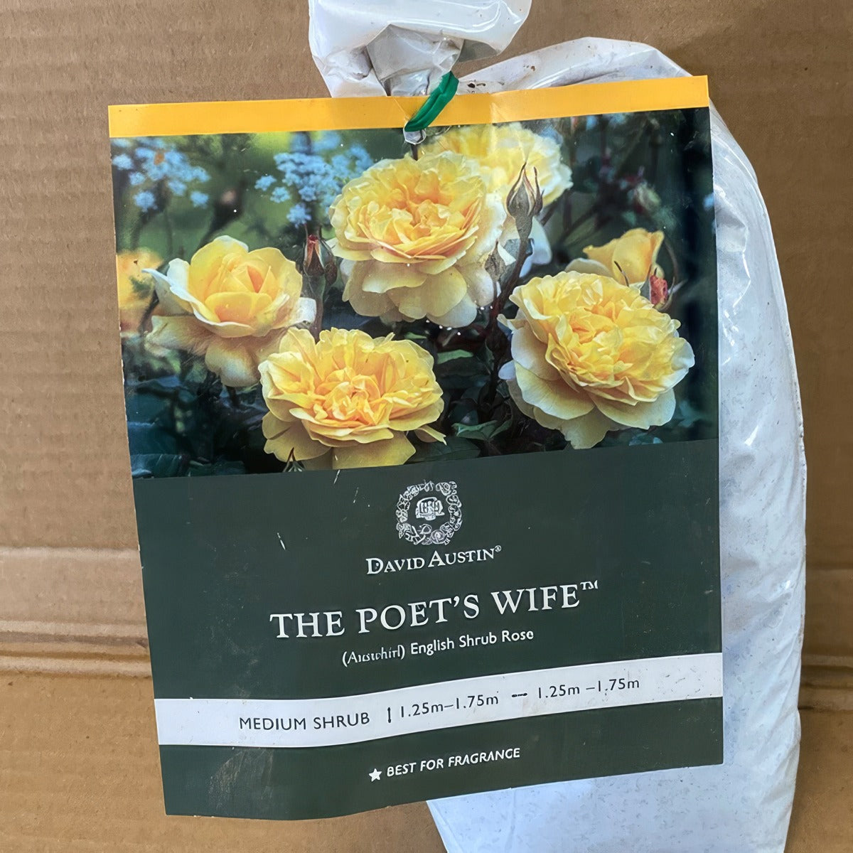 Da The Poets Wife Rosdtpw 2 - Garden Express Australia