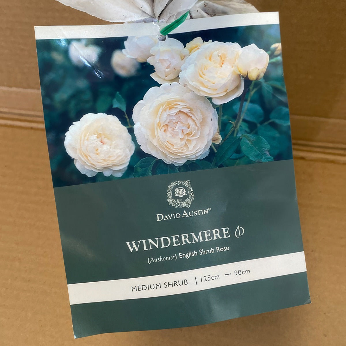 Da Windermere Osdwin 2 - Garden Express Australia