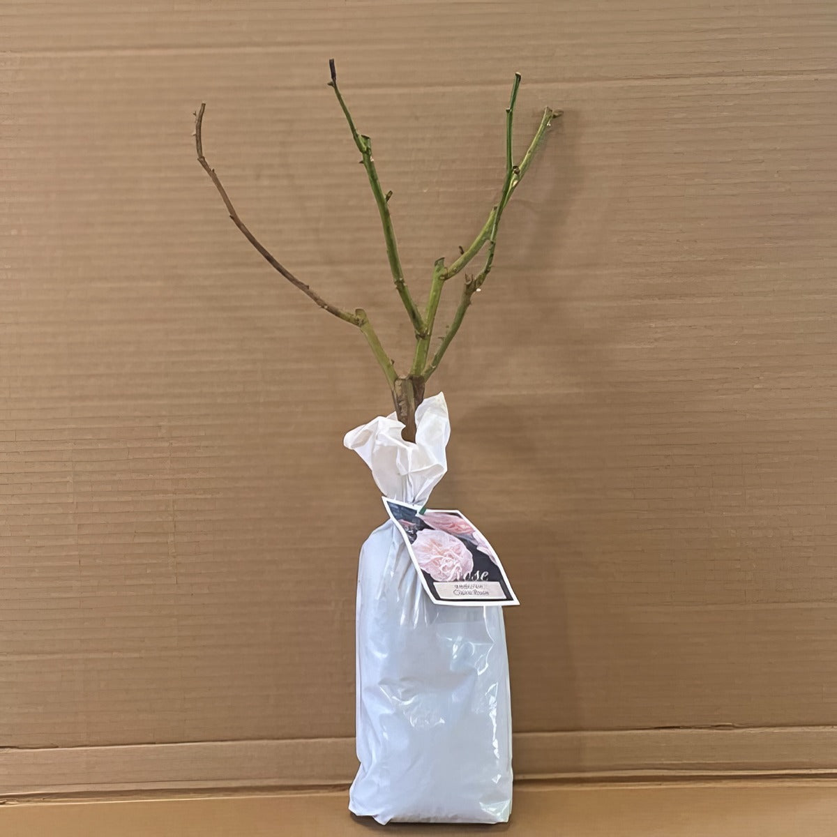 Da Claire Rose Rosdclr 1 - Garden Express Australia