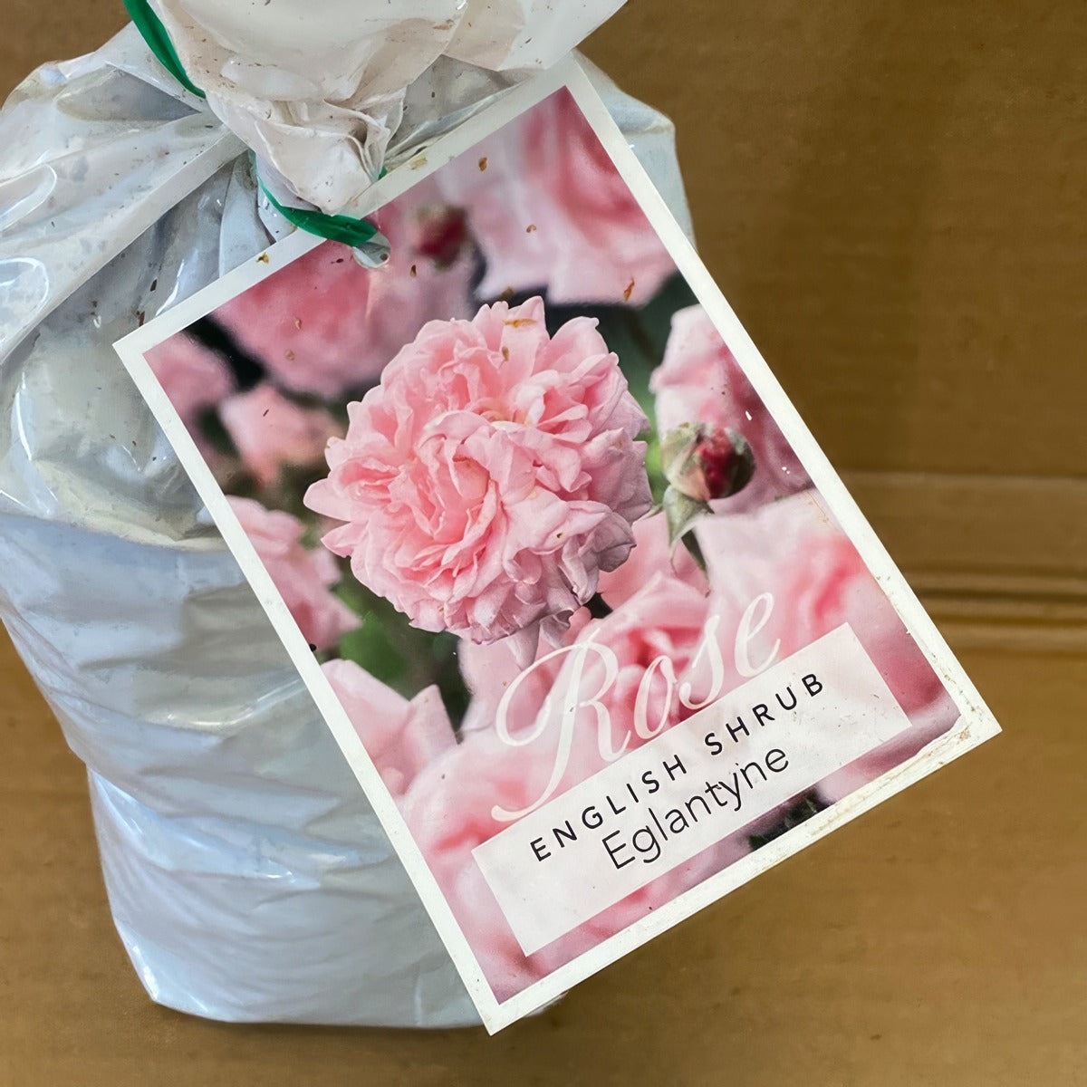 Da Eglantyne Rosdegl 2 - Garden Express Australia