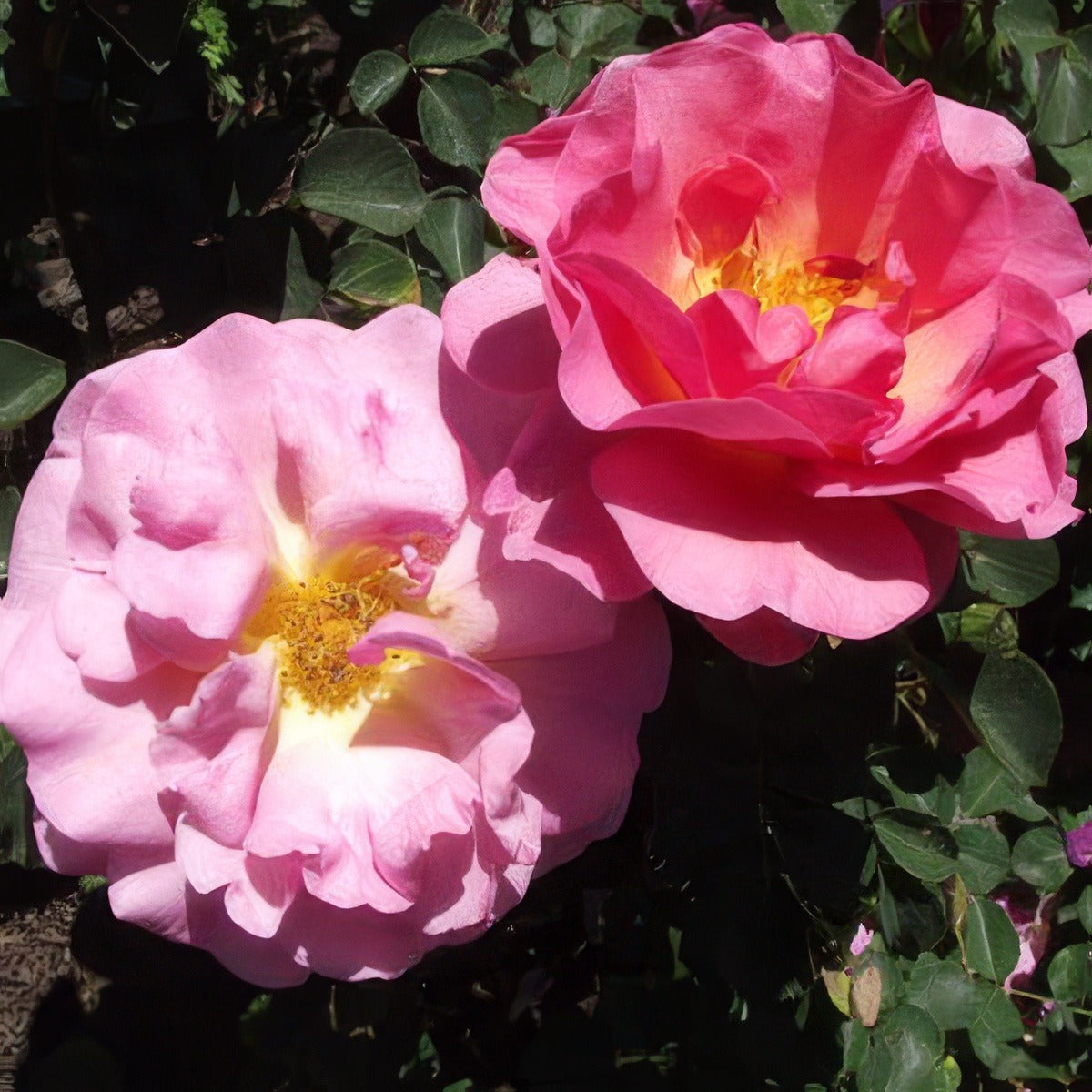 Lilian Austin By Stickpen Via Wikimedia Commons Rosdlau - Garden Express Australia