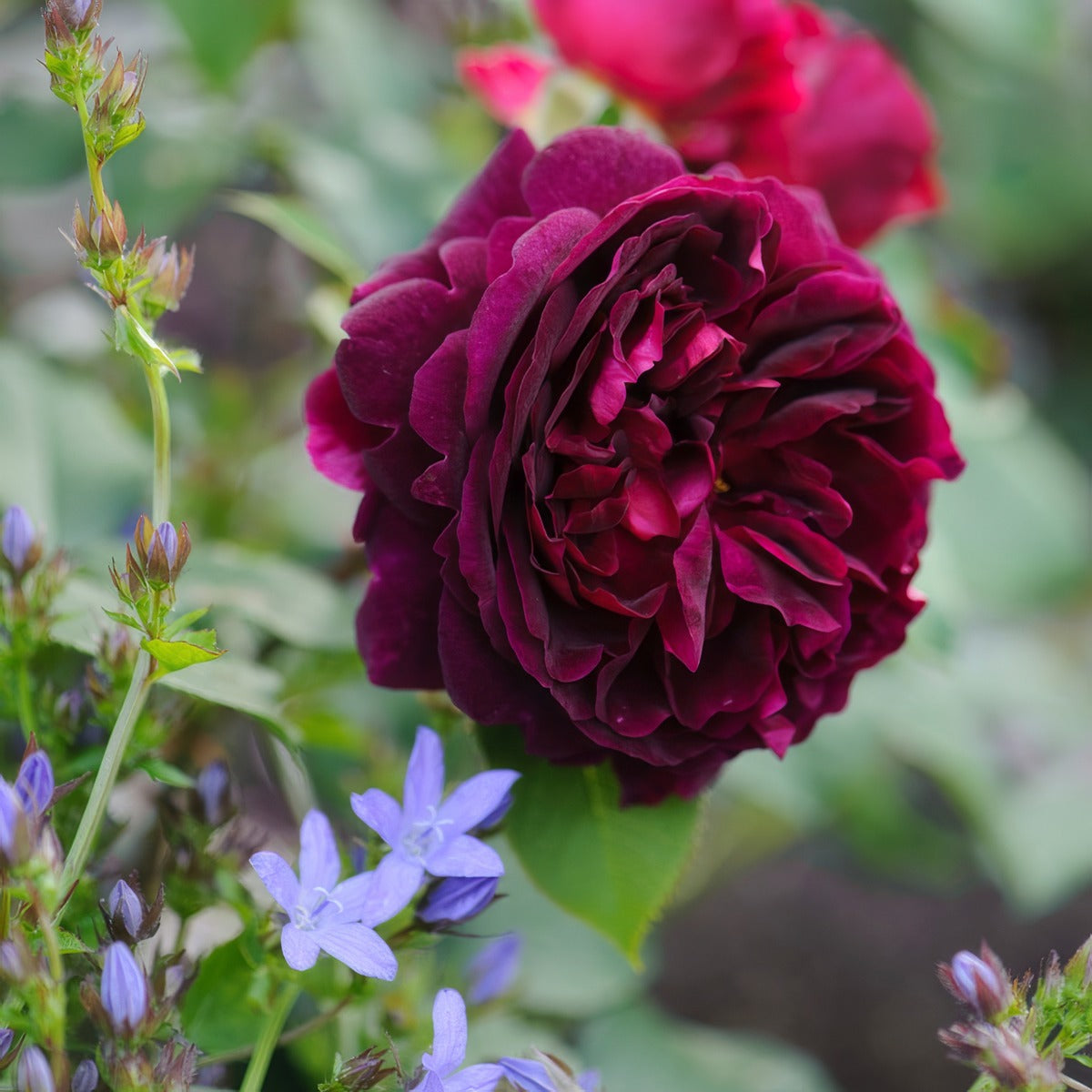 English Shrub Rose Munstead Wood - Garden Express Australia