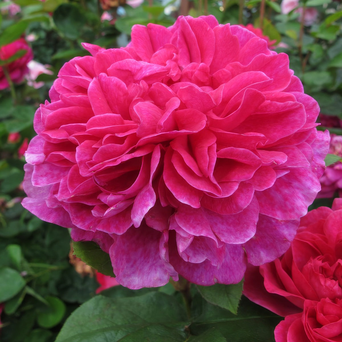 English Shrub Rose Sophys Rose 1 - Garden Express Australia