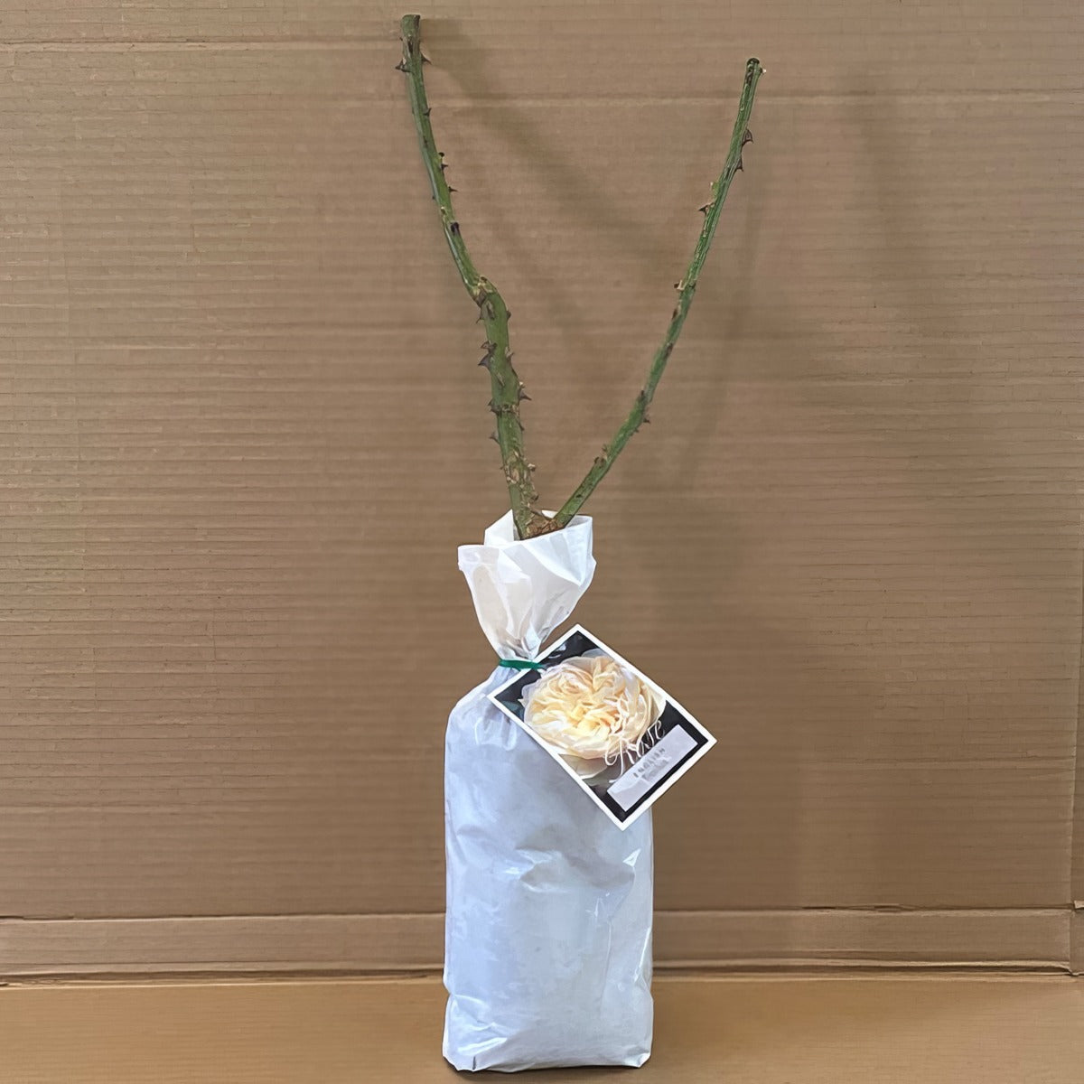 Da Troilus Rosdtro 1 - Garden Express Australia