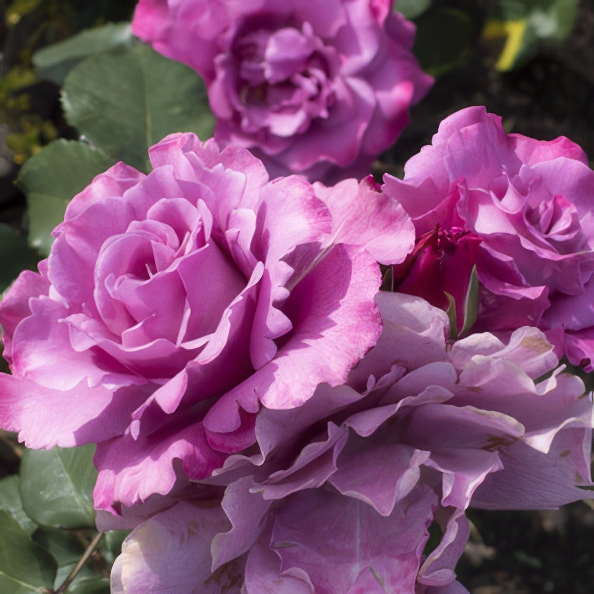 Angel Face 16 - Garden Express Australia