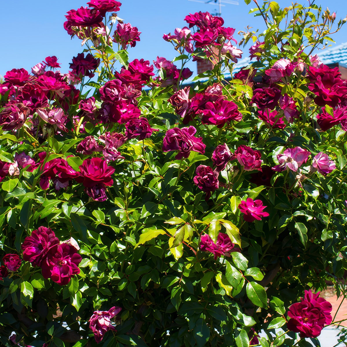 1258898281 Rose Burgandy Ice - Garden Express Australia
