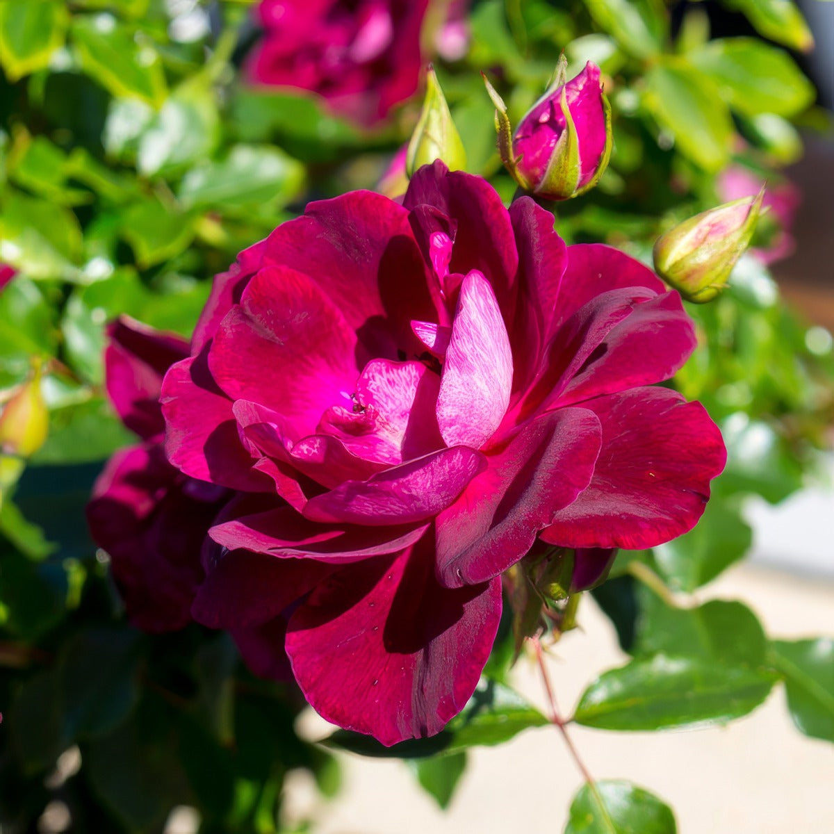 Rose Burgundy Iceberg 2023 Rosfbic - Garden Express Australia