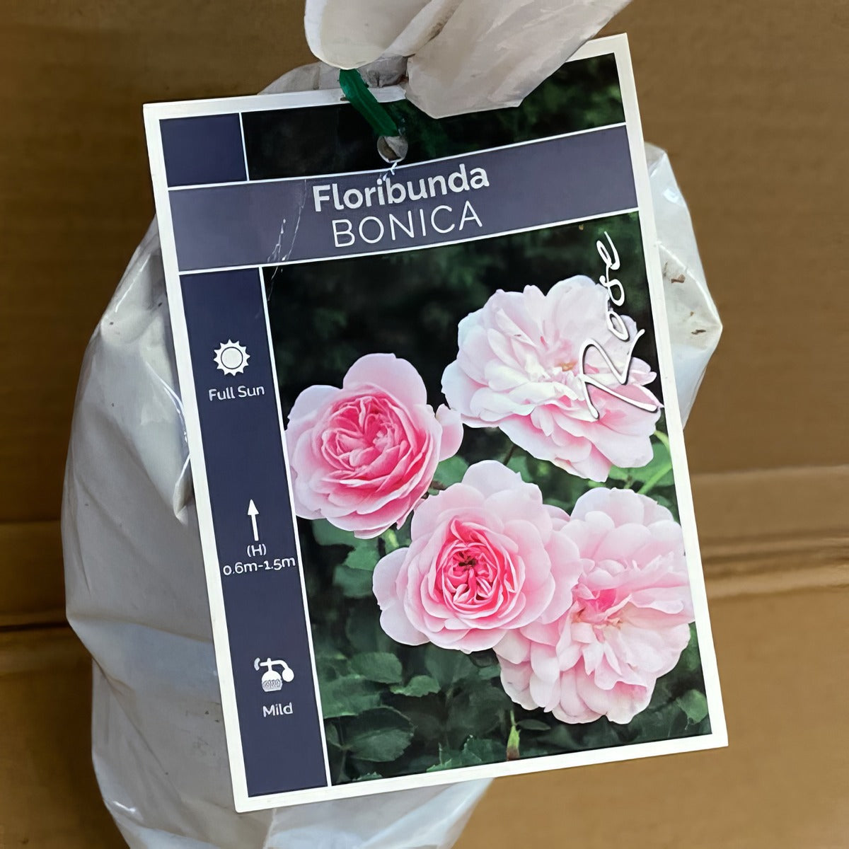 Rose Bonica Rosfbon 2 - Garden Express Australia