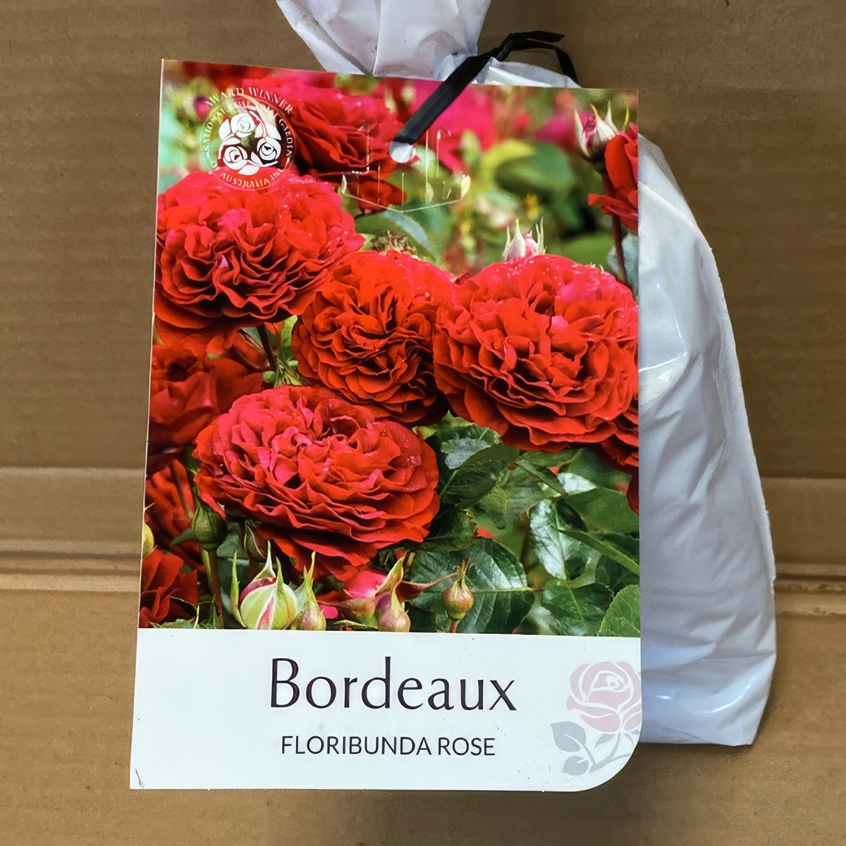 Rose Bordeaux Rosfbor 2 - Garden Express Australia
