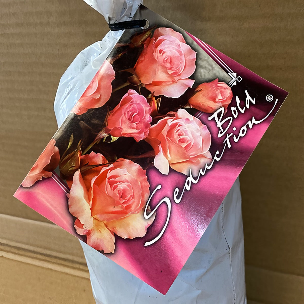 Rose Bold Seduction Rosfbse 2 - Garden Express Australia