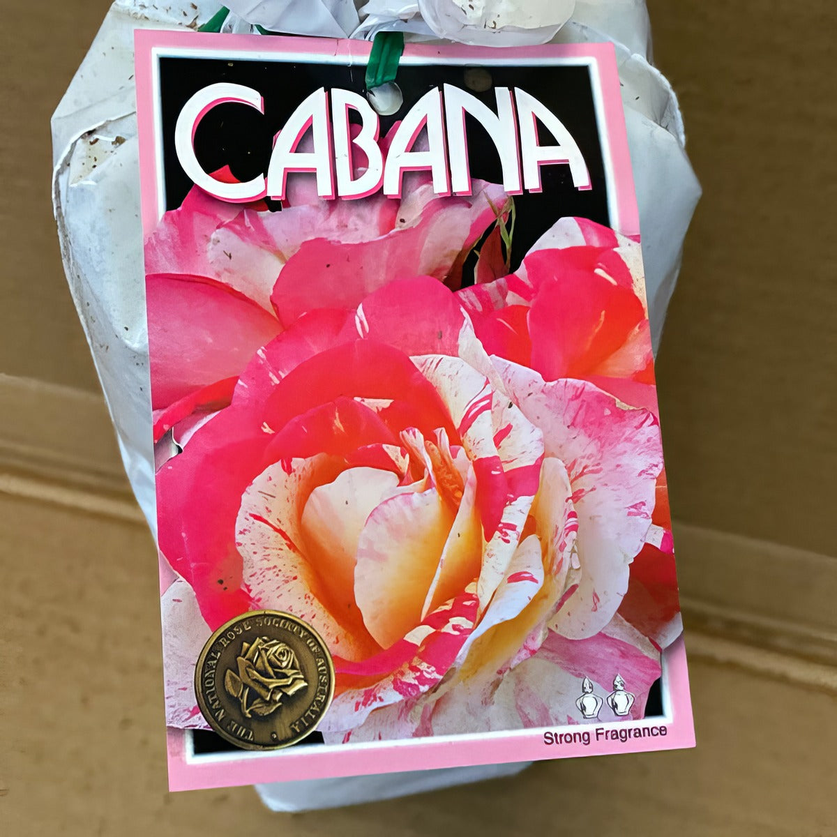 Rose Cabana Rosfcab 2 - Garden Express Australia