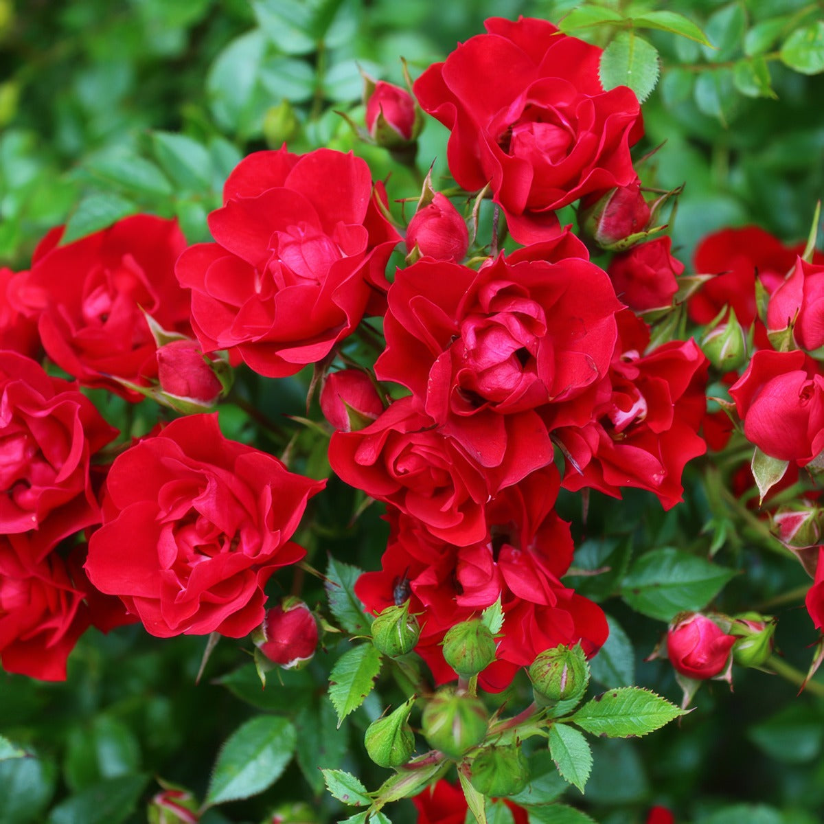 Rose Cayenne Rosfcay - Garden Express Australia