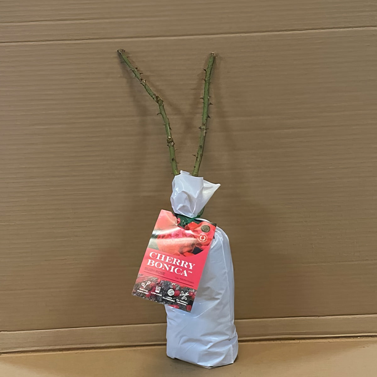 Rose Cherry Bonica Rosfcbn 1 - Garden Express Australia