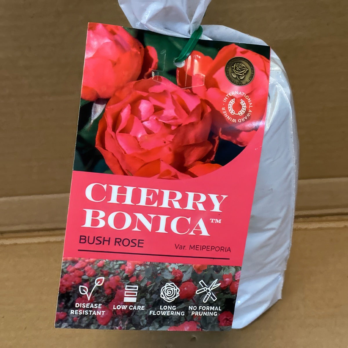 Rose Cherry Bonica Rosfcbn 2 - Garden Express Australia