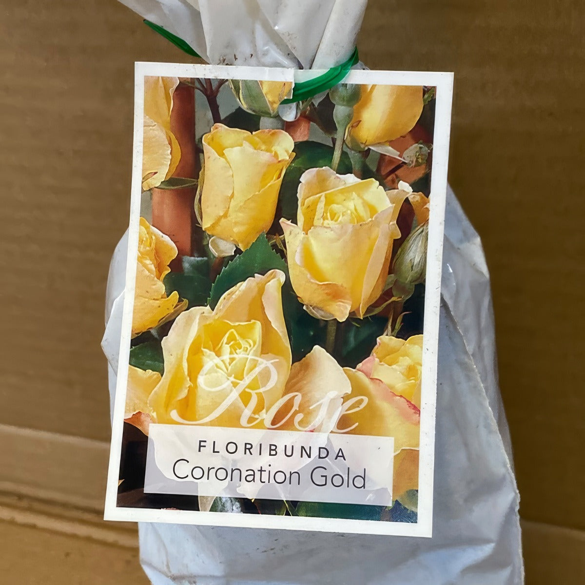 Rose Coronation Gold Rosfcgo 1 - Garden Express Australia