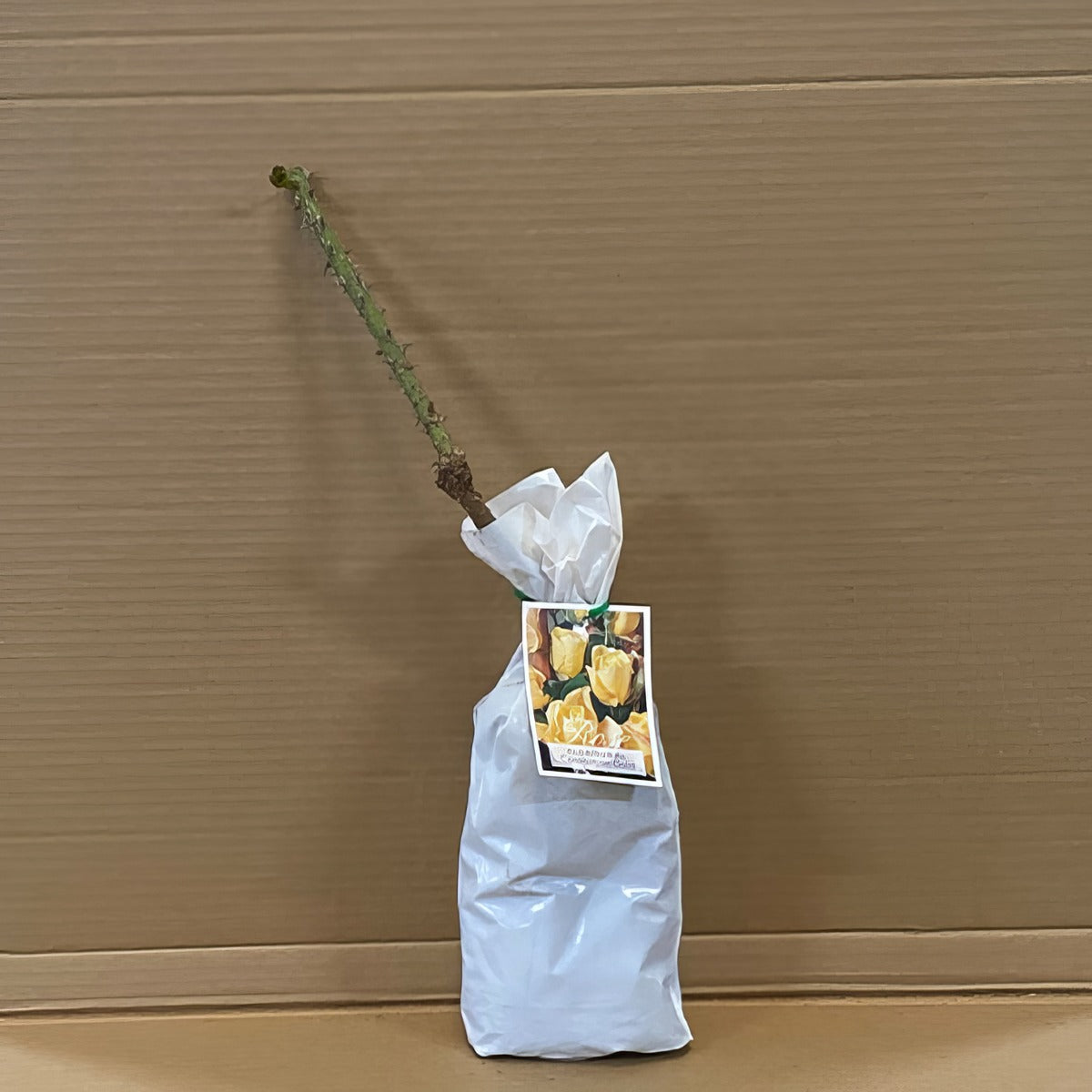 Rose Coronation Gold Rosfcgo 2 - Garden Express Australia