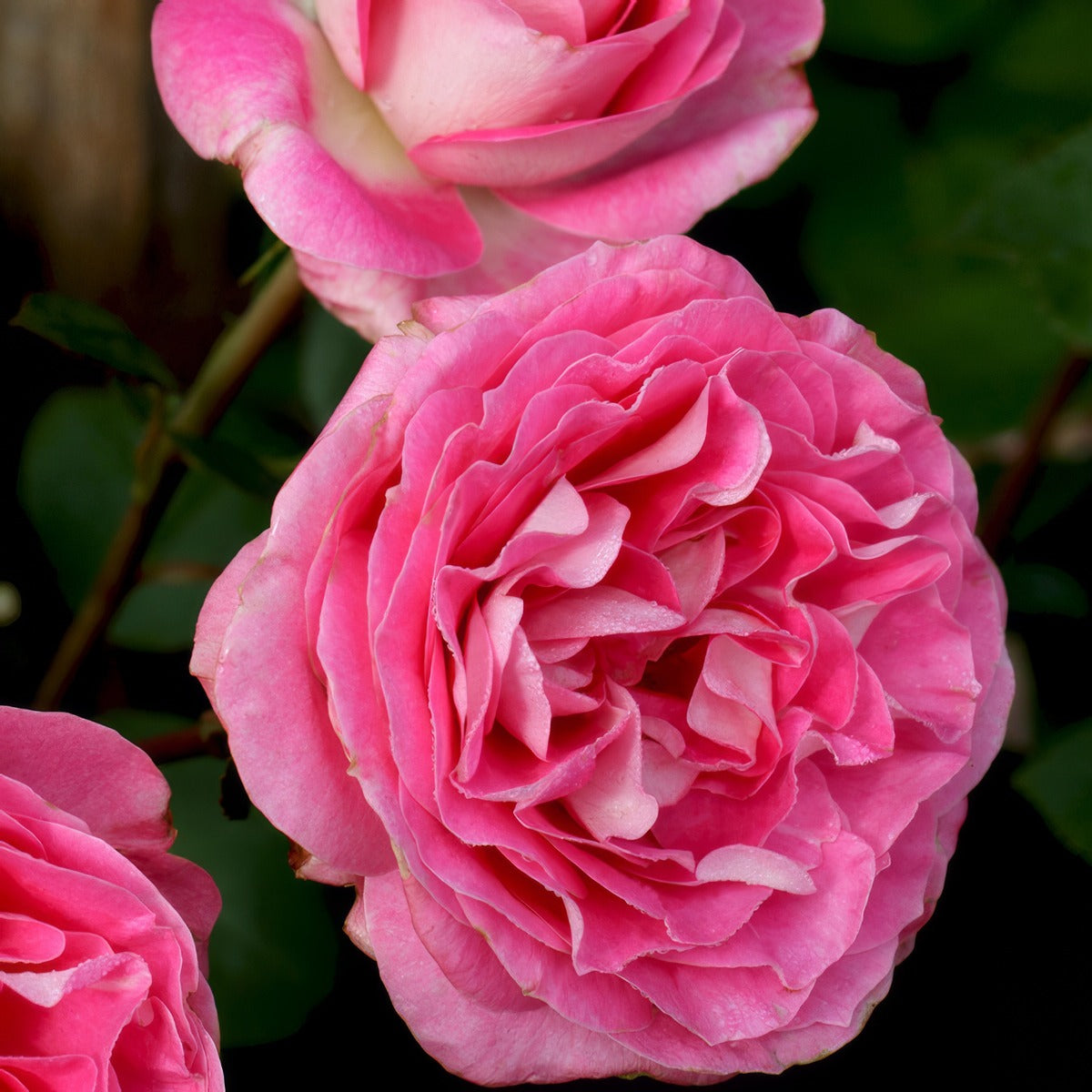 Rose Coconut Ice - Garden Express Australia