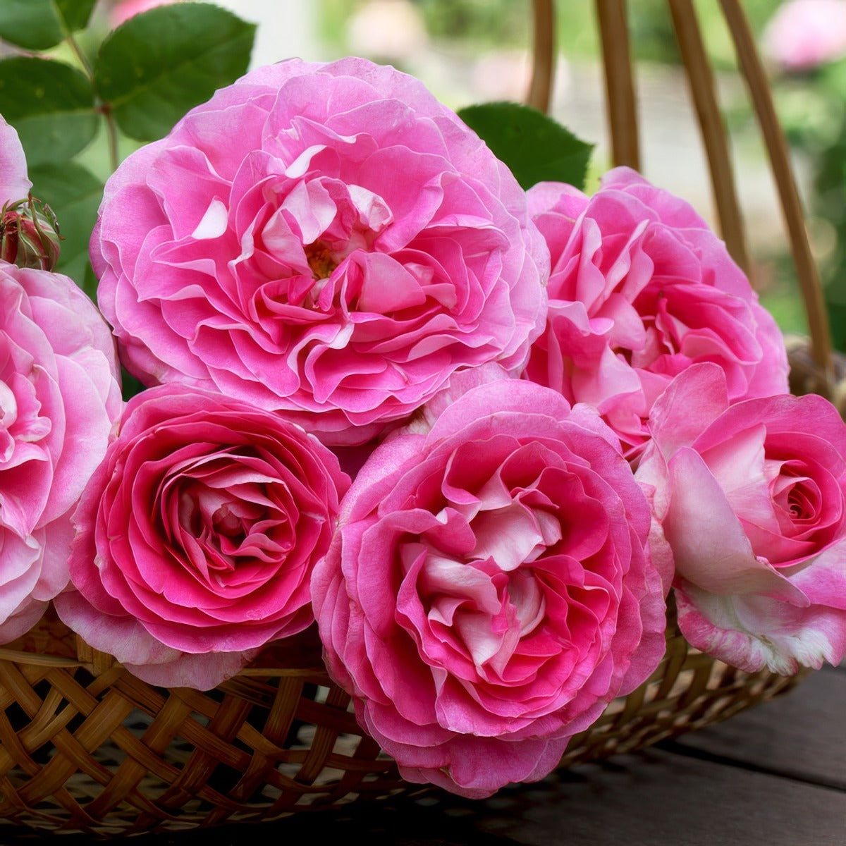 Rose Coconut Ice Rosfcic - Garden Express Australia