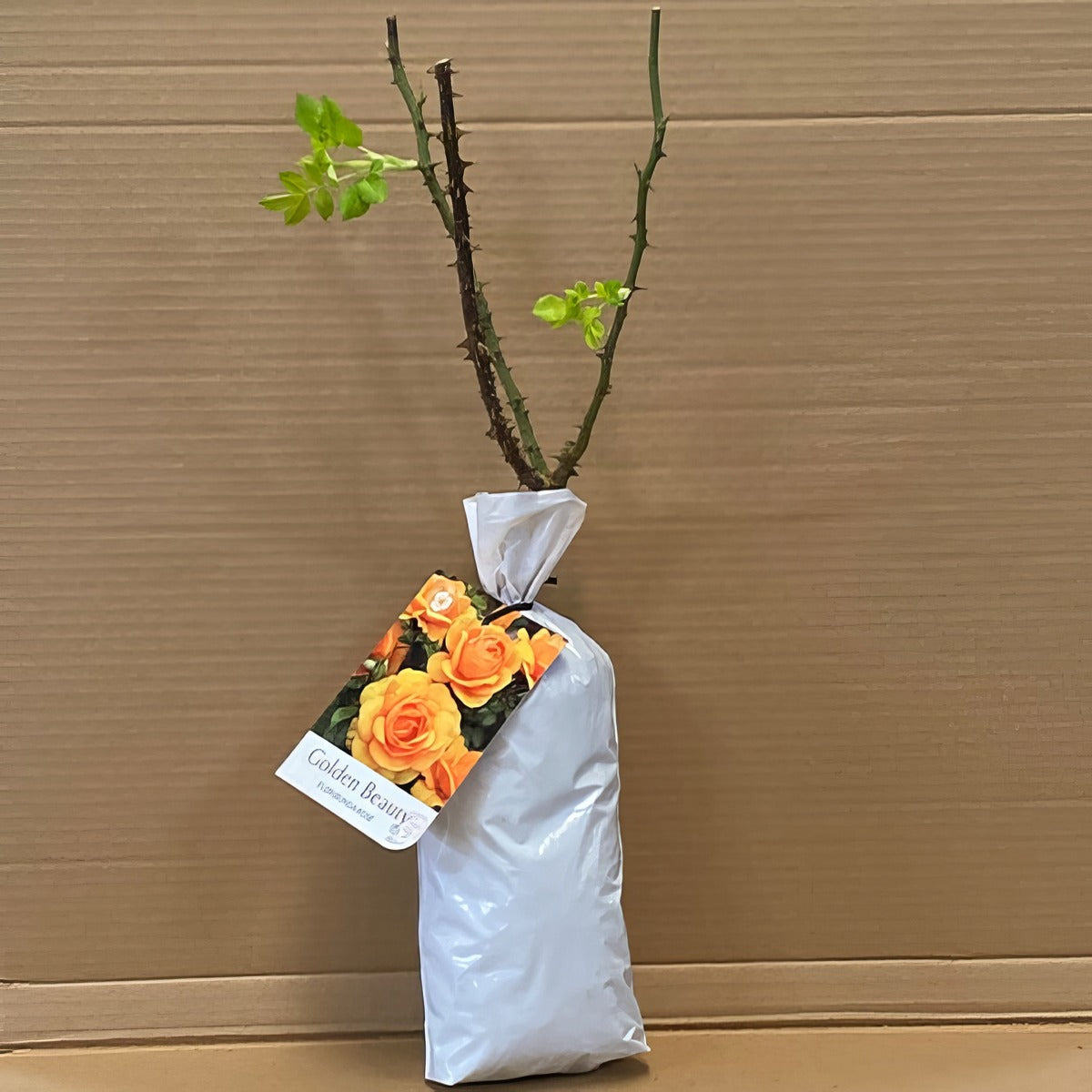 Rose Golden Beauty Rosfgbe 1 - Garden Express Australia