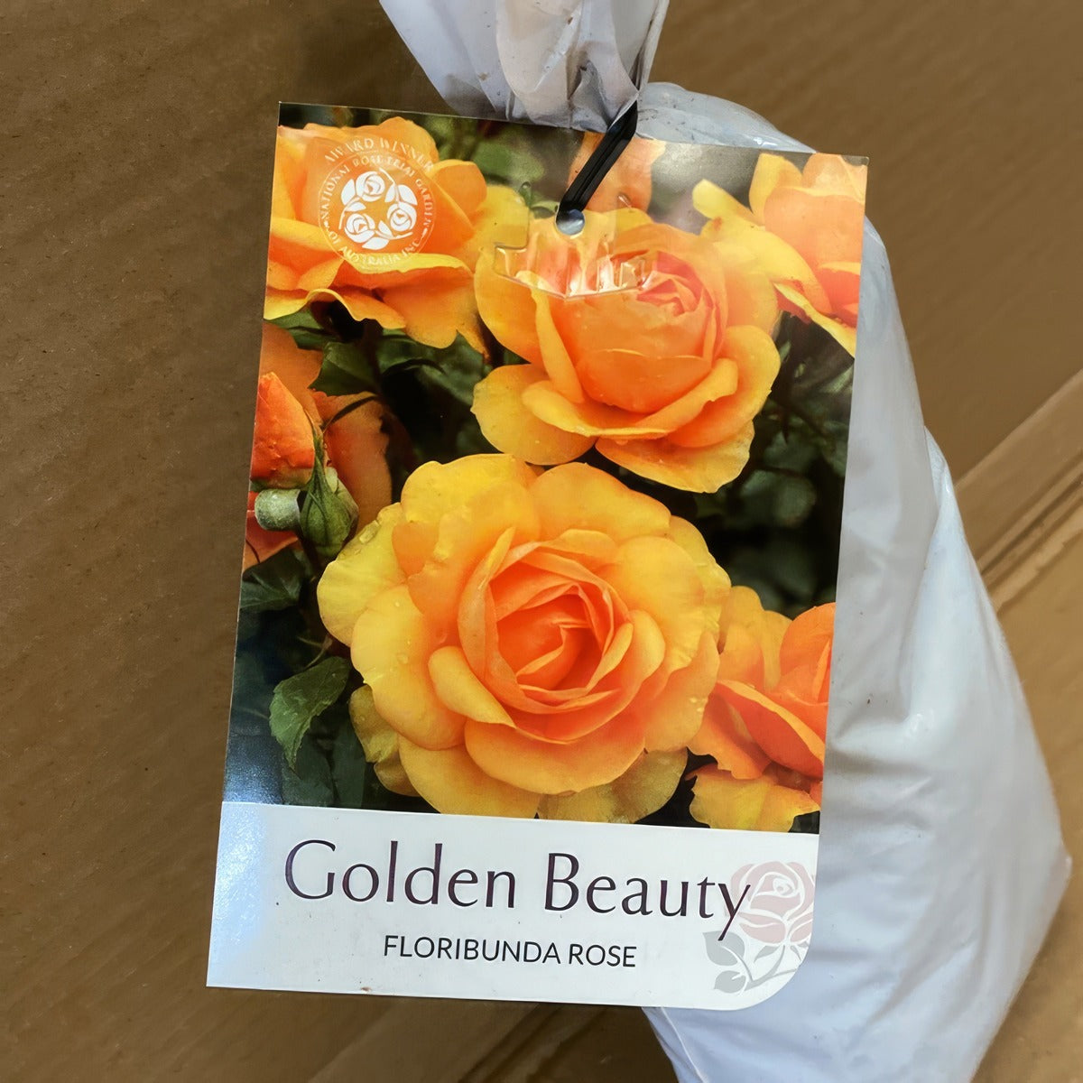 Rose Golden Beauty Rosfgbe 2 - Garden Express Australia