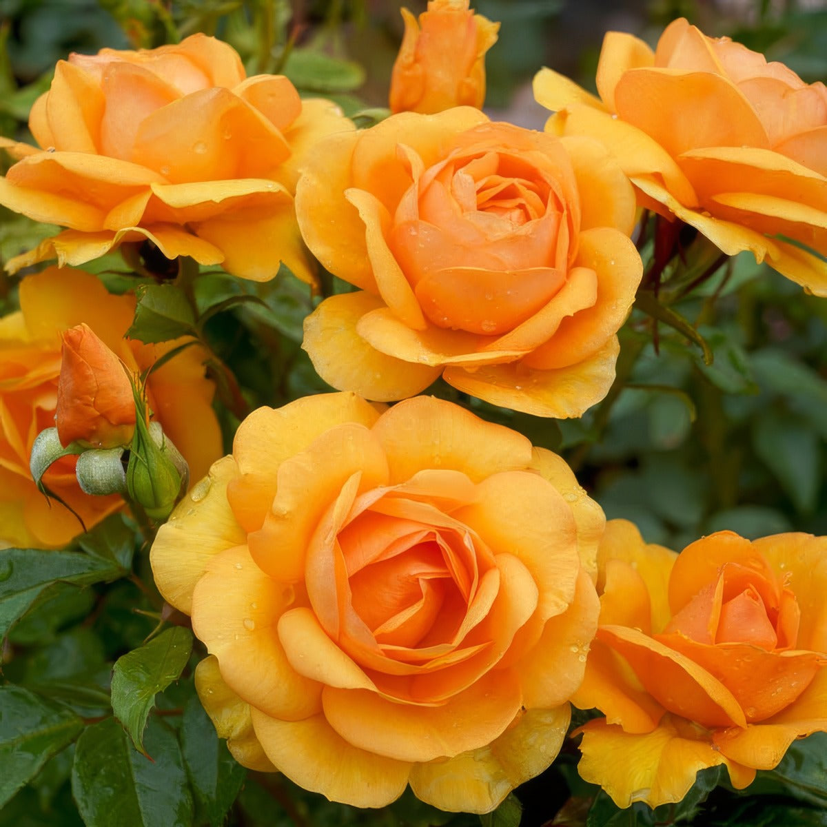 Golden Beauty Rosfgbe - Garden Express Australia