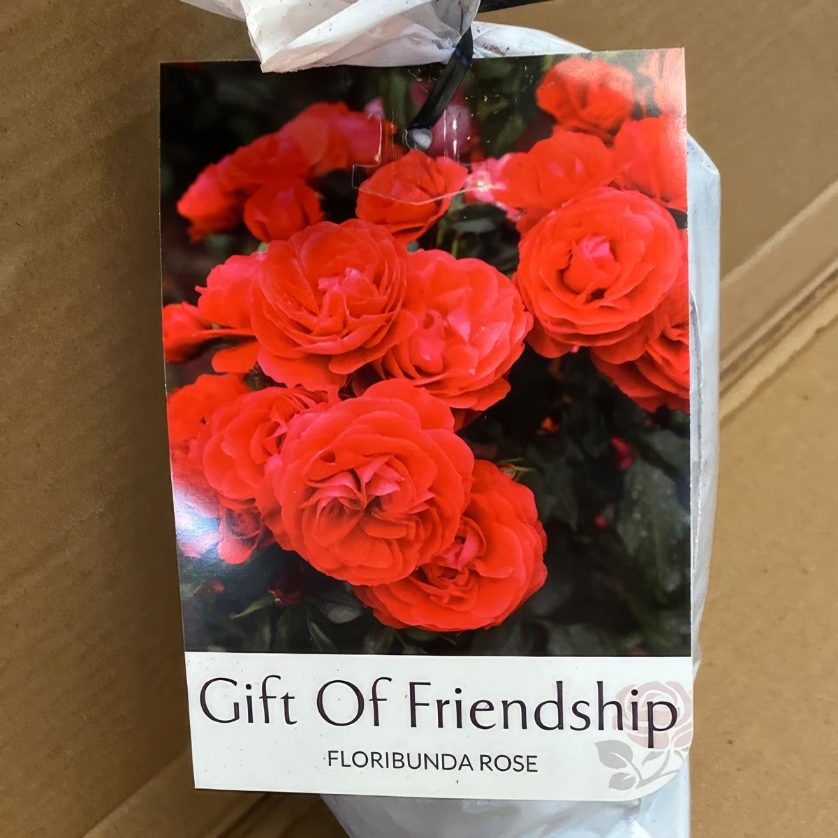 Rose Gift Of Frienedship Rosfgof 2 - Garden Express Australia