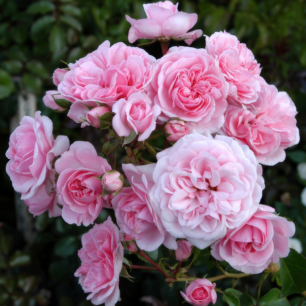 Rosa Home Garden Rosfhag - Garden Express Australia