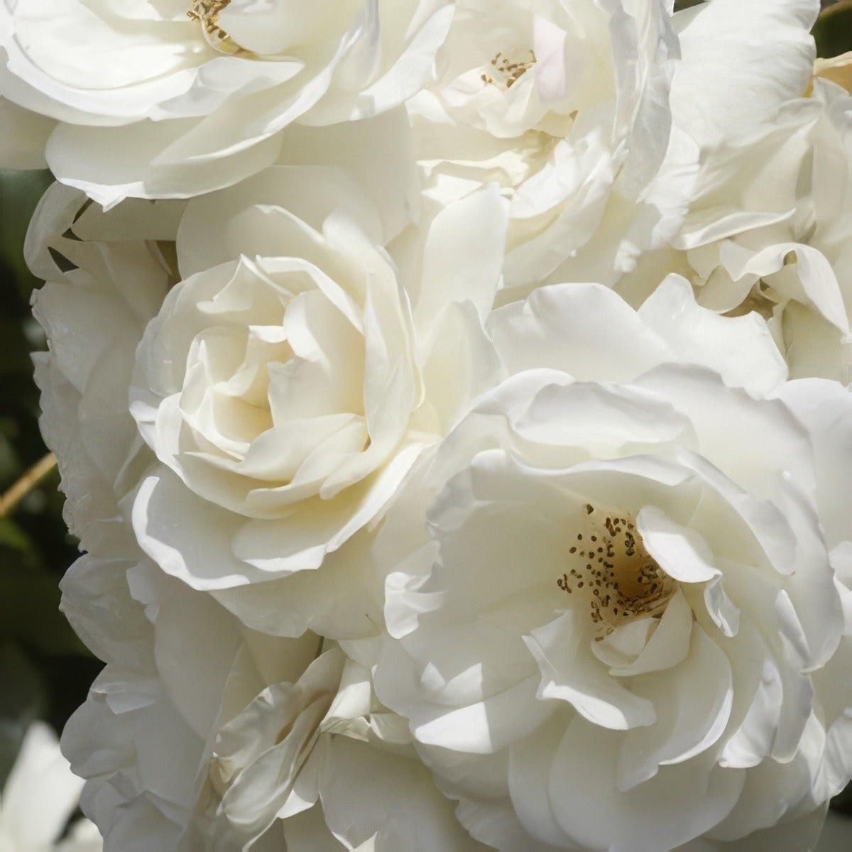 Iceberg 13 - Garden Express Australia