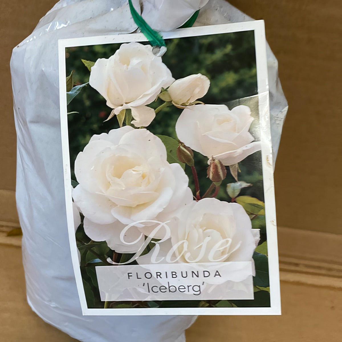 Rose Iceberg Rosfice 2 - Garden Express Australia