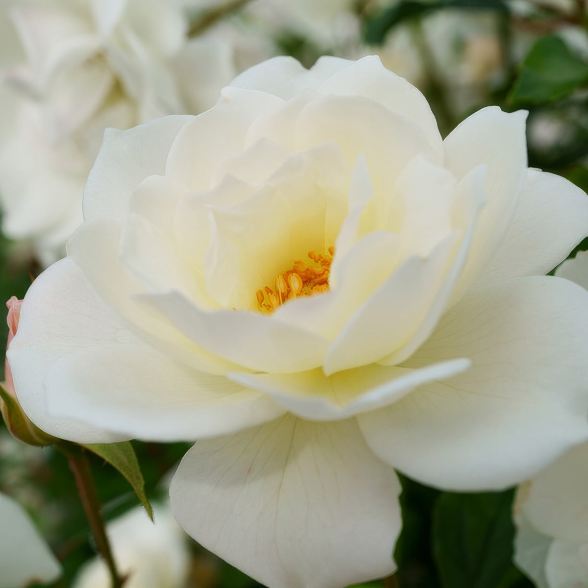 Rose Iceberg Rosfice - Garden Express Australia